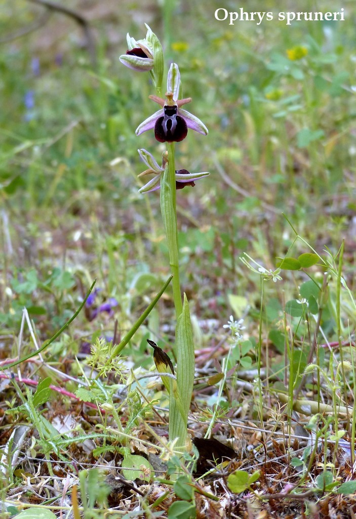 Grecia 23_25 aprile 2016  un fine settimana tra le orchidee.